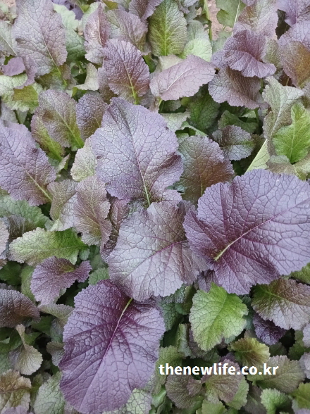 홍갓 효능 - 붉은 갓 잎의 항산화 성분이 강조된 실제 촬영 이미지