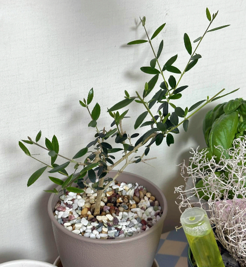 올리브나무 줄기꽂이