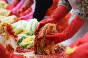 김장배추-사진4