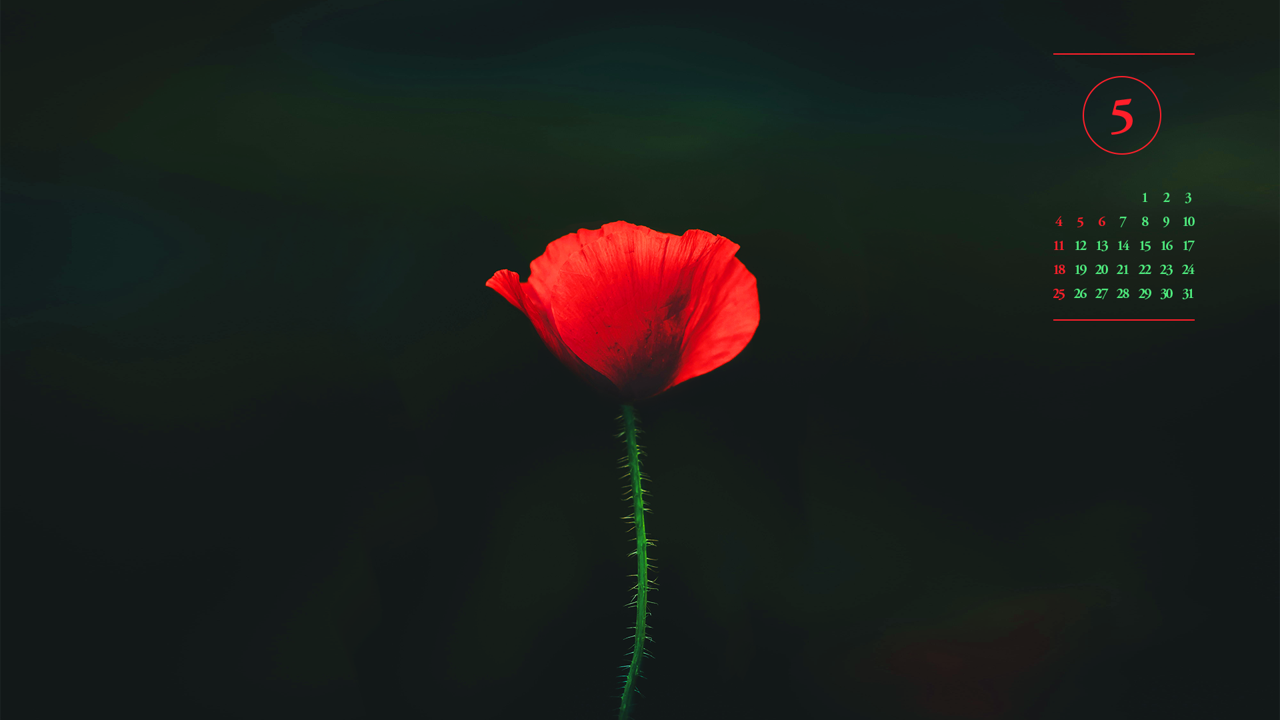 12 꽃양귀비 검정배경 A - 2025년5월 노트북배경화면
