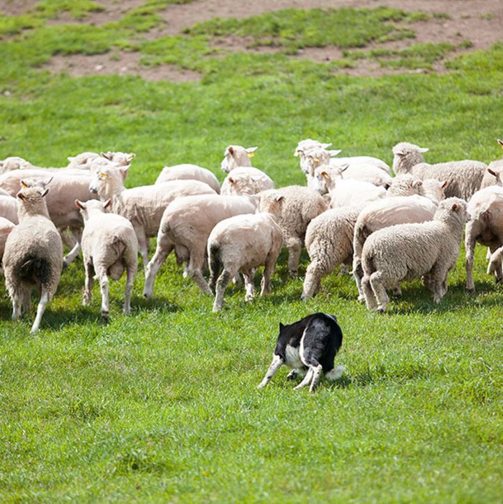대관령 삼양라운드힐