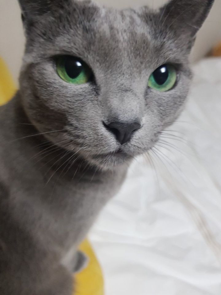 러시안 블루