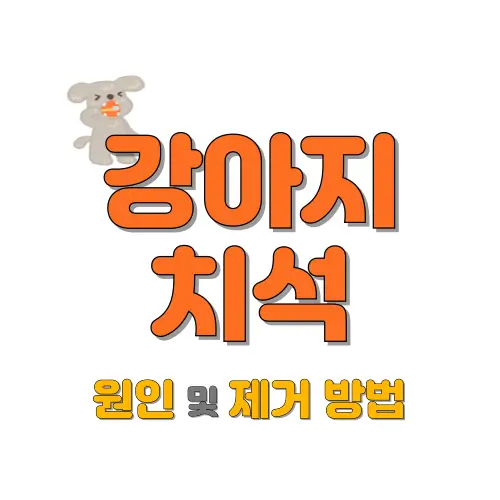 강아지 치석 썸네일