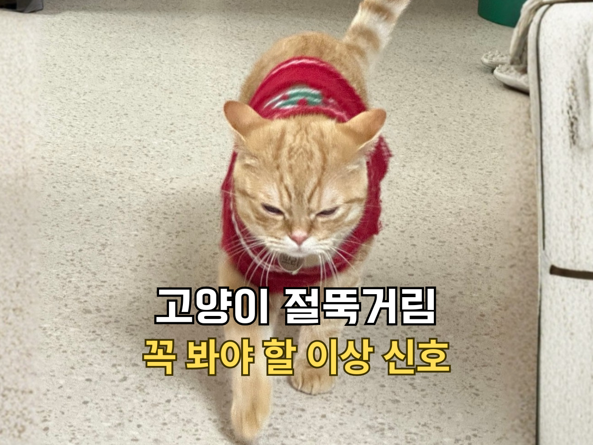 고양이 절뚝거림 꼭 봐야 할 이상 신호 글의 썸네일. 빨간색 옷을 입고 앞으로 걸어오고 있는 치즈 고양이 뽀리.