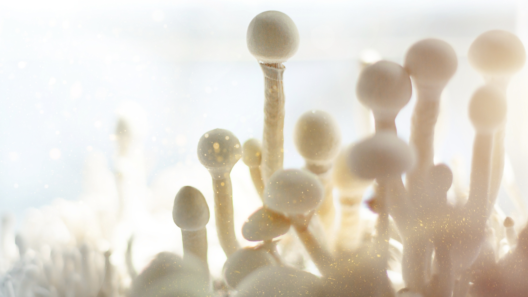 팽이버섯 다이어트 효과