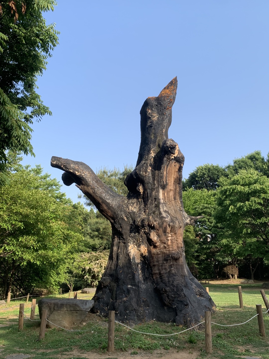 오산 물향기 수목원 가장 오래된 나무