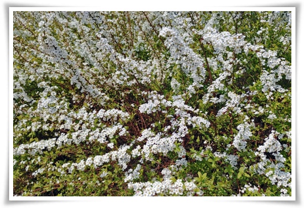 "설유화" 눈꽃보다 아름다운 꽃, 봄을 깨우는 순백의 기적!