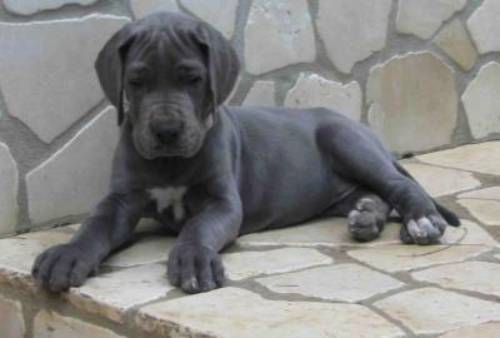 카네코르소 강아지