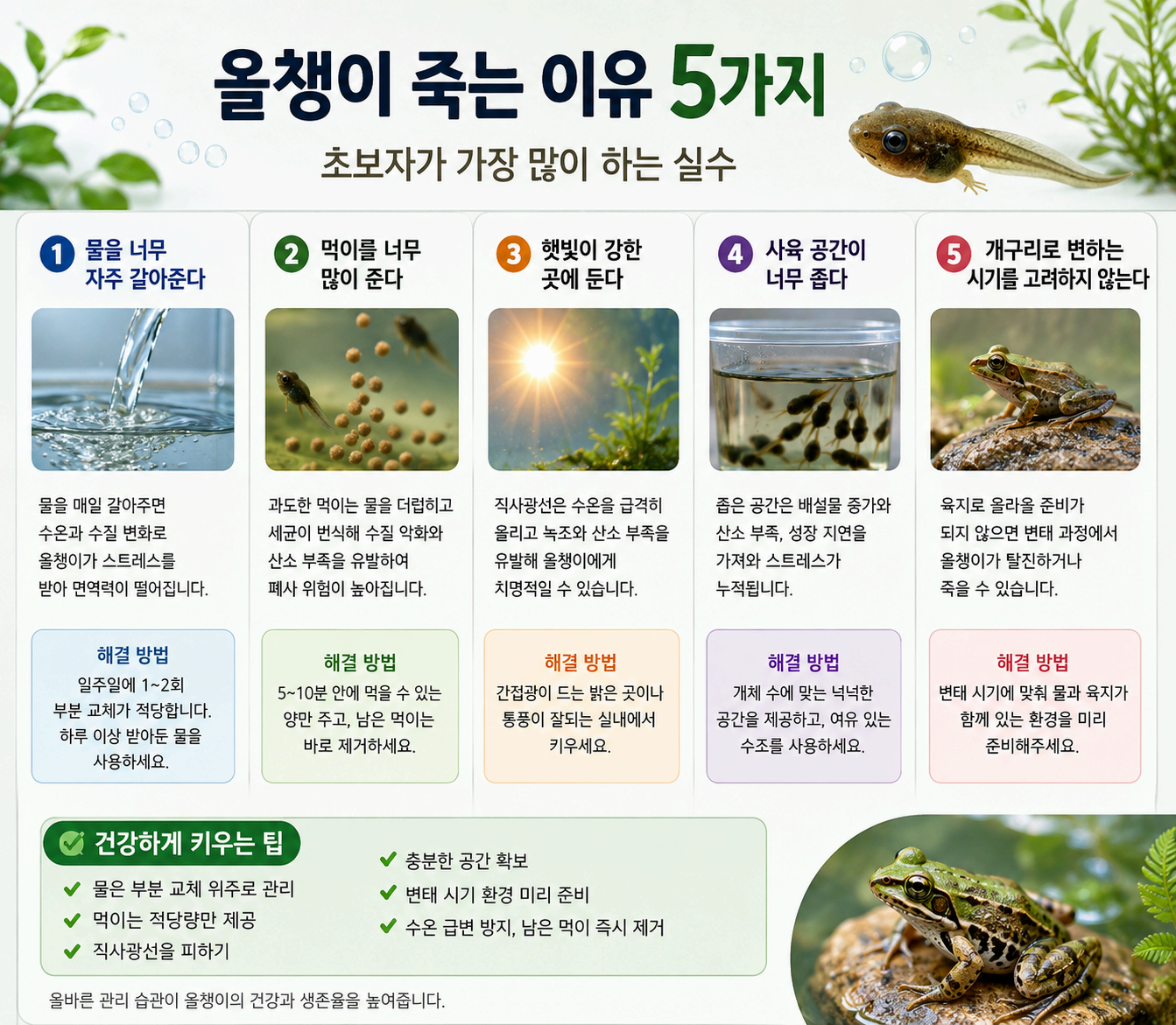 올챙이 죽는 이유 5가지 &amp;#124; 초보자가 가장 많이 하는 실수