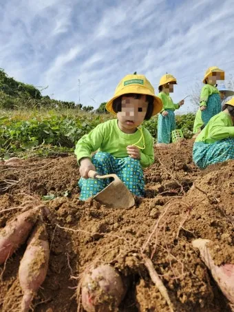 고구마캐는시기 딱 3가지 신호만 보세요 보관법까지 총정리로_4