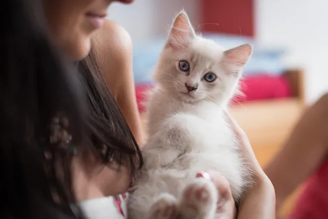 고양이 수명 평균 품종별 집고양이_6