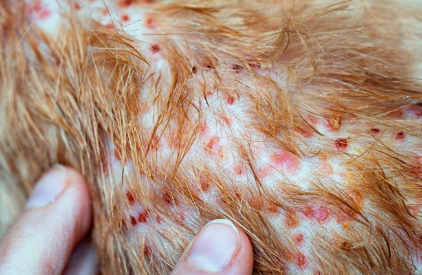 벼룩에 물린 고양이의 피부.