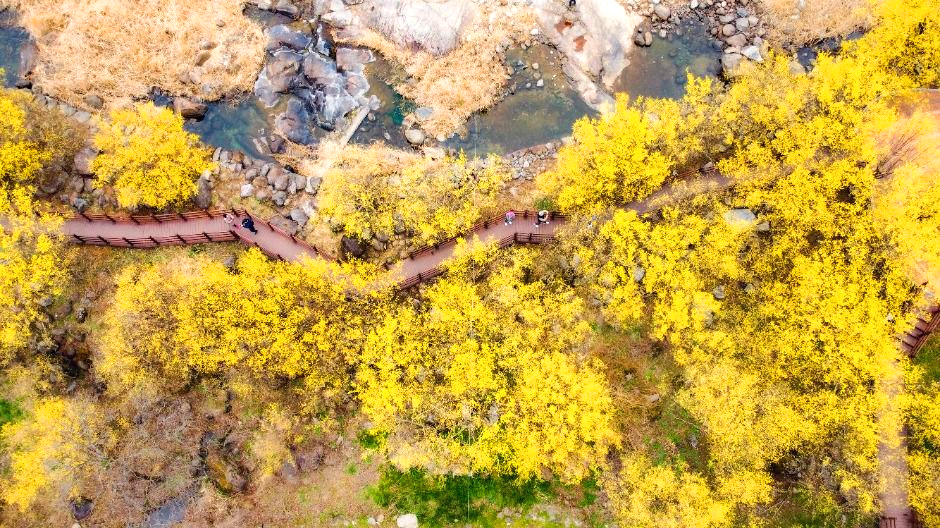 구례산수유축제