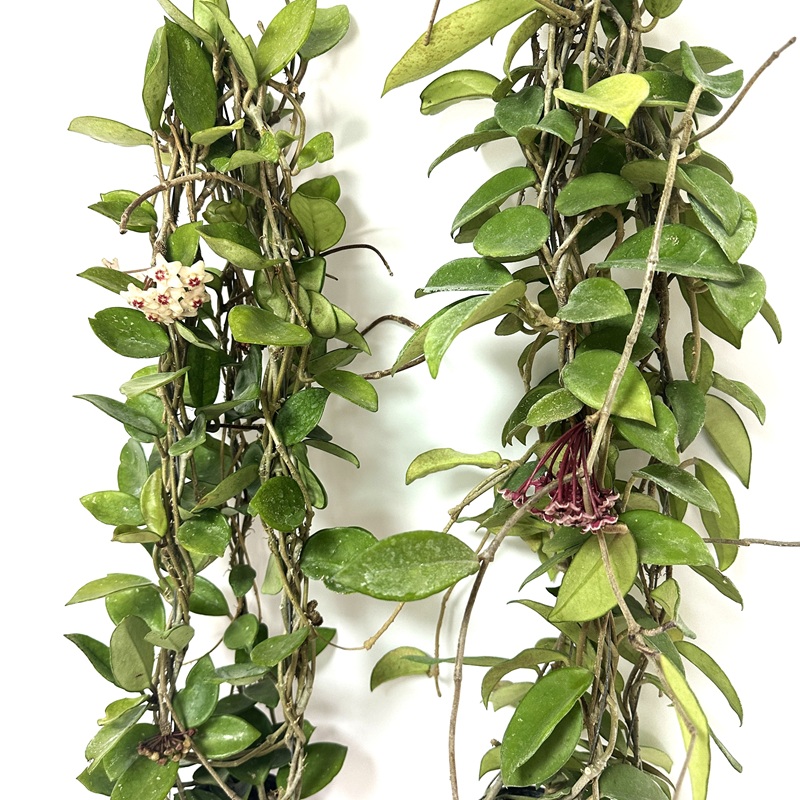 호야 키우기 수경재배 꽃피우기 물주기 꽃말