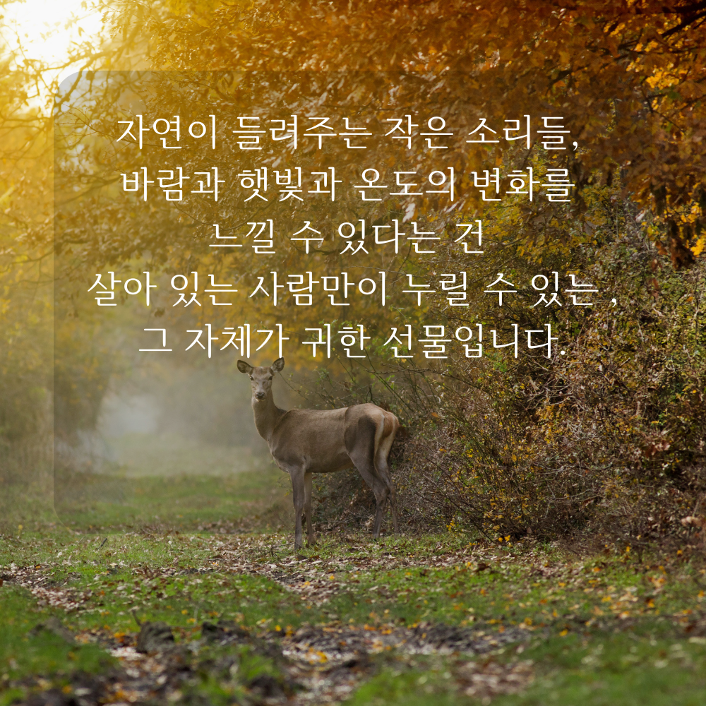 감사 글귀 좋은글 이미지 문구