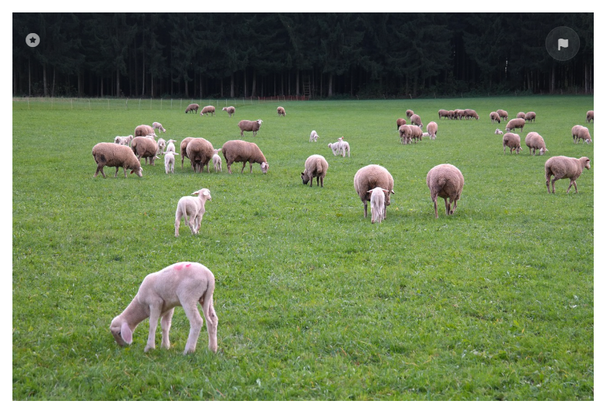 대관령 양떼목장