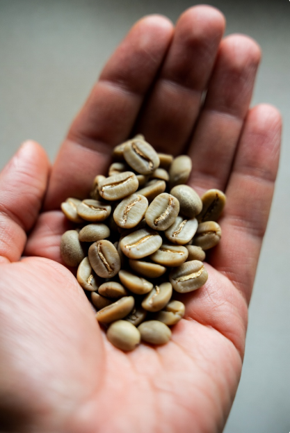 케냐 AA 원두 가이드 ( 케냐 커피의 특징, 등급 체계, 더블 워시드, 산미 추출공식 )