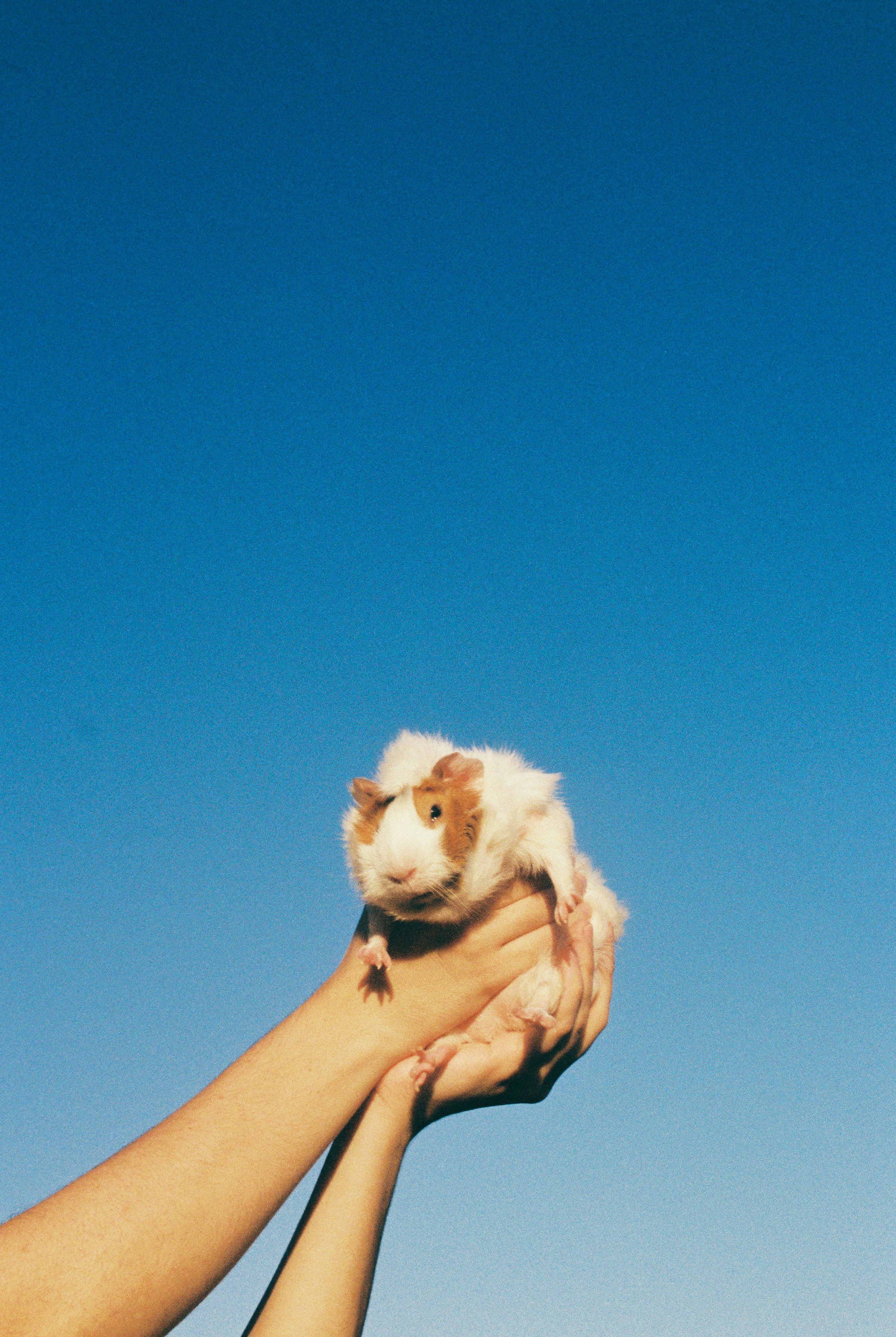 주인과 놀고있는 기니피그 사진