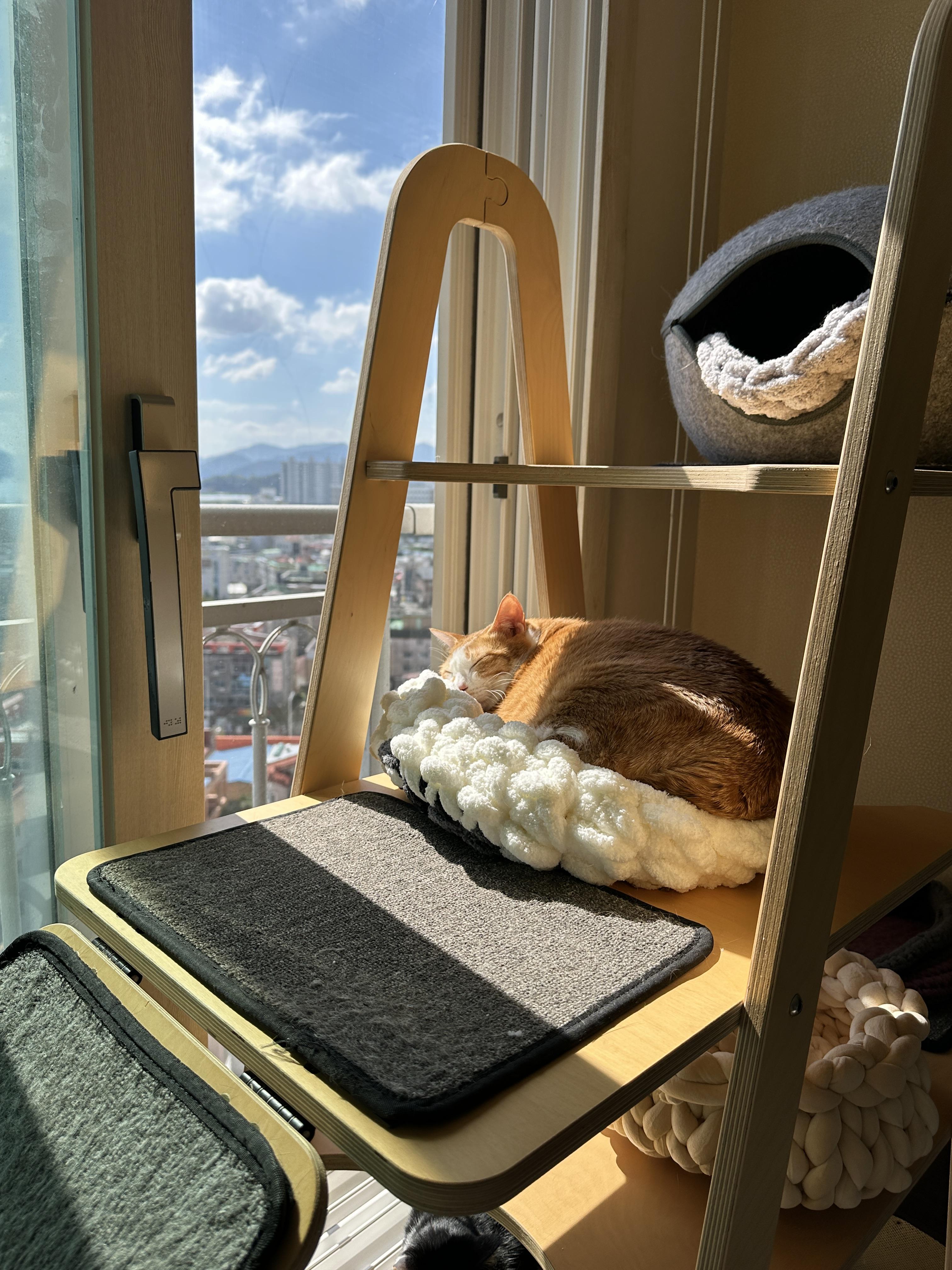 따뜻한_햇살_아래에서_엄마가_만들어준_바구니_안에서_잠자고_있는_치즈냥이_호야_2