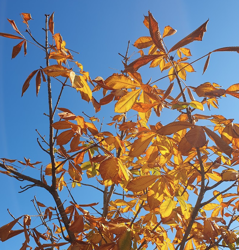 아이들과 반려견이 맨발로 걸으면 정서 발달에 좋아요!