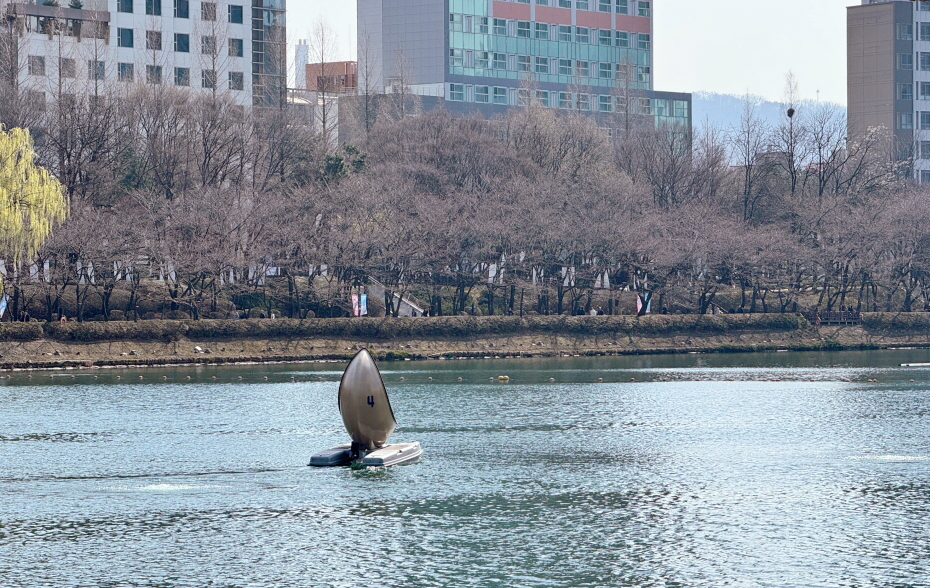 석촌호수 벚꽃 개화상황2