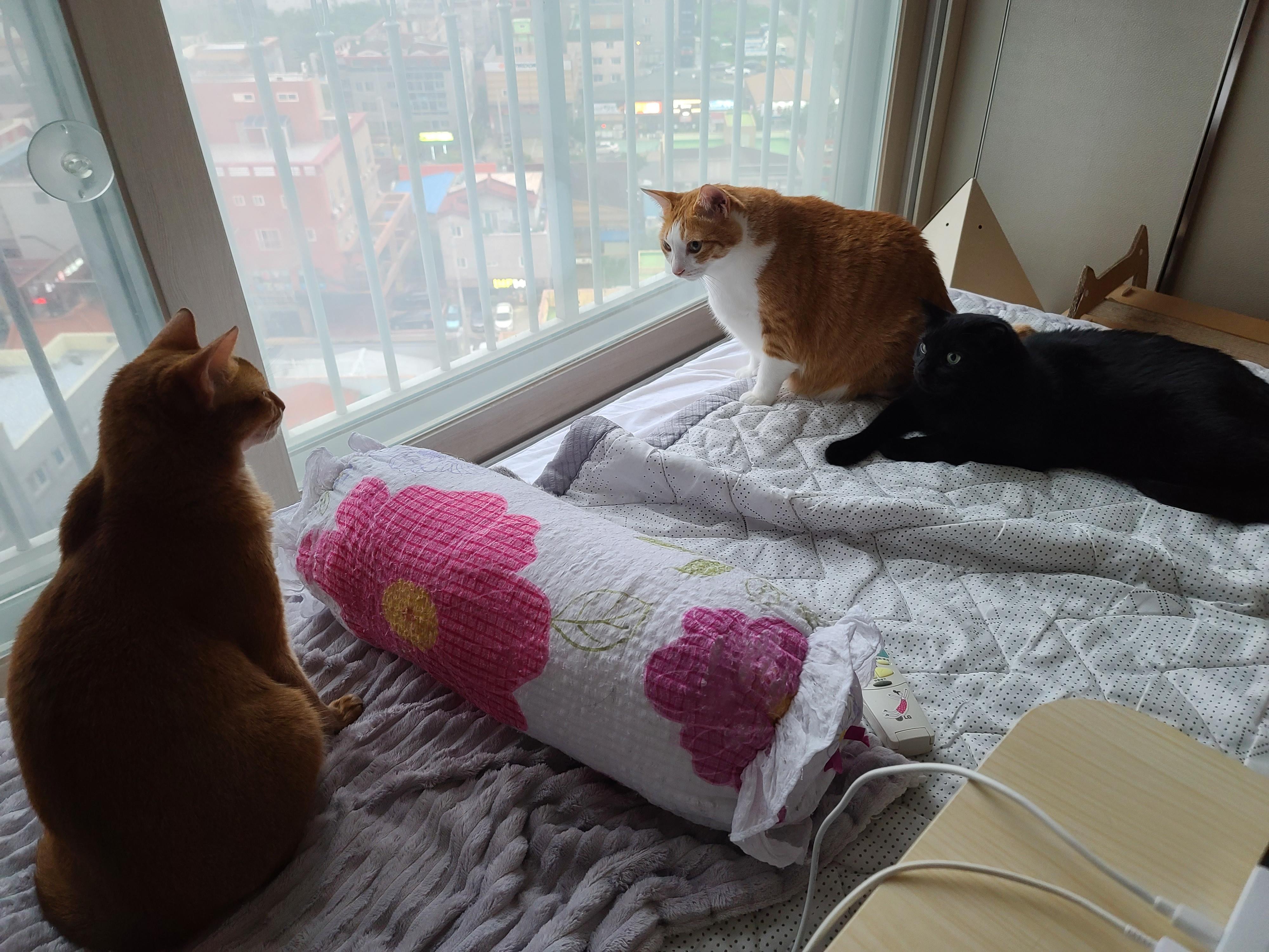 장난치는 동생 고양이와 그루밍 해주는 형아 고양이. 사이좋은 고양이들.