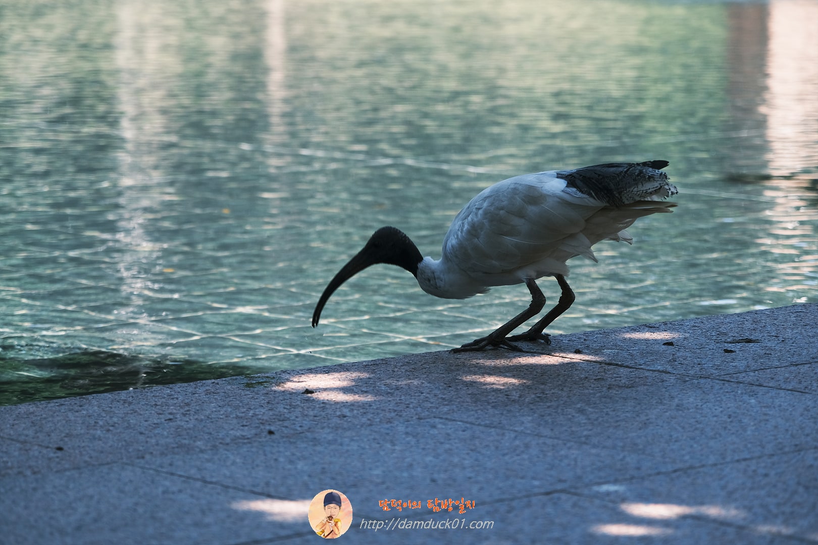 아이비스(Ibis), 호주흰따오기, 일명 거지새