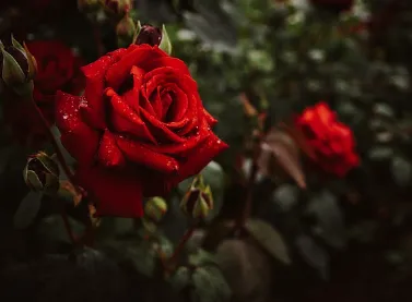 서울장미축제 맛집 할인업소