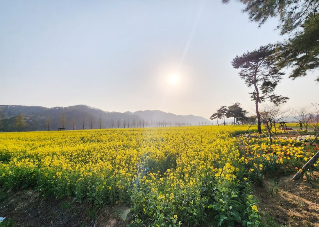 창녕 유채꽃축제.낙동강 유채축제_2023년.행사안내