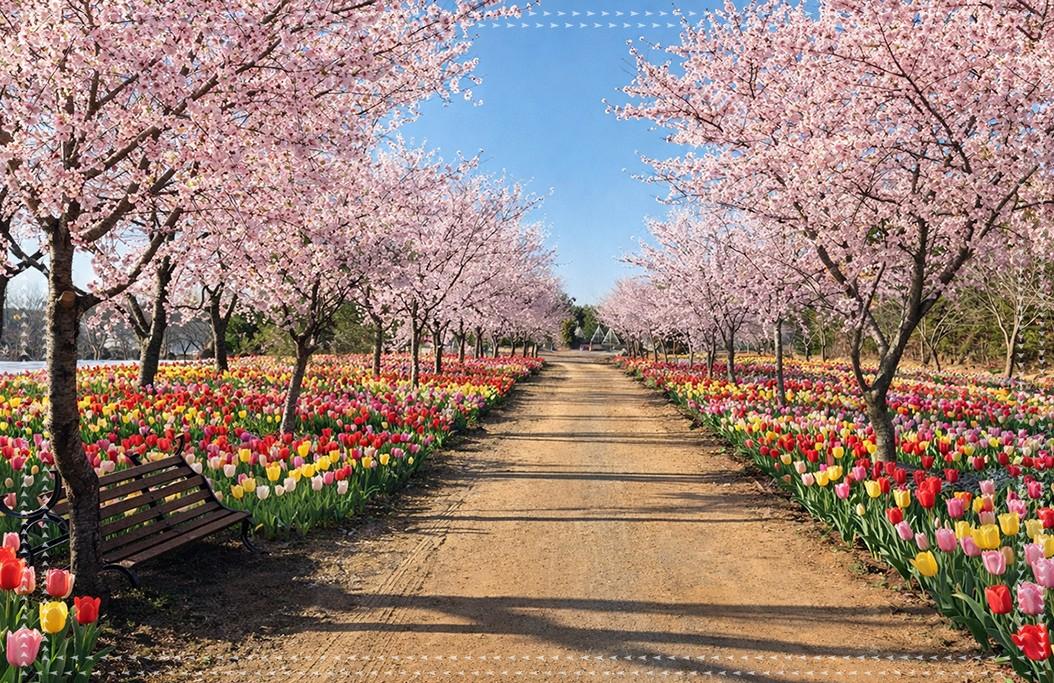 🌷 2026 전국 튤립 축제 베스트 3: 태안·순천·에버랜드 완벽 가이드
