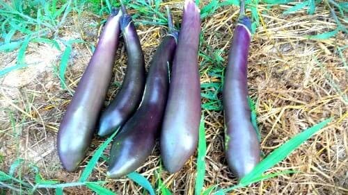 가지-착색불량과-수확