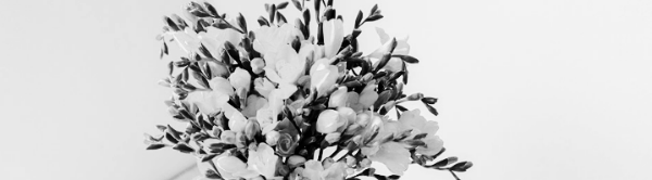 프리지아 꽃다발: 줄기 대각선으로 자르기