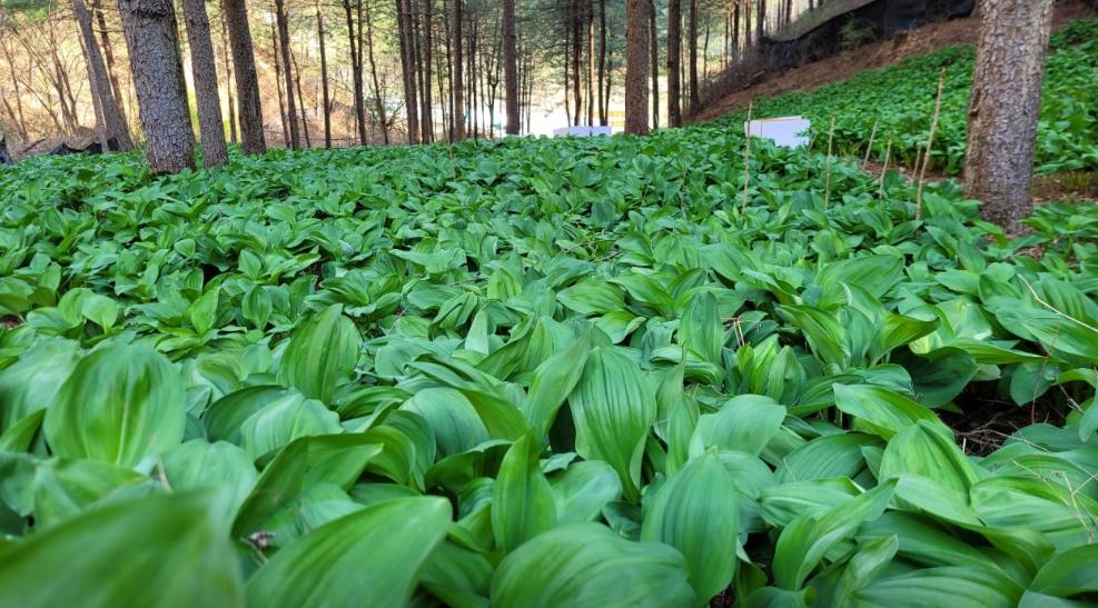 6시내고향 홍천 산나물밭