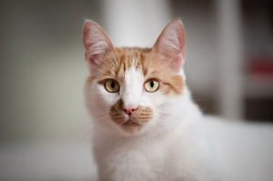 이쪽을 바라보는 고양이