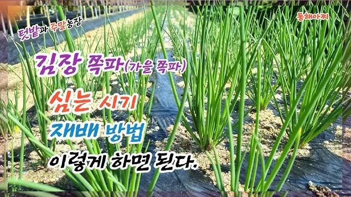 쪽파 재배 분구 관리 유기 자재 활용 친환경 방제_8