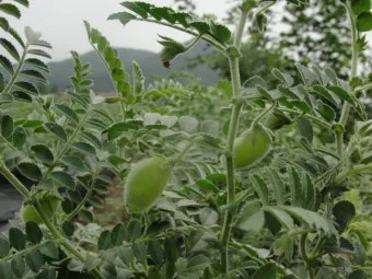 병아리콩 재배 따뜻한 흙 파종 관리 물 절약_2