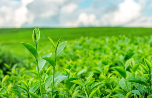 폐건강에 좋은음식