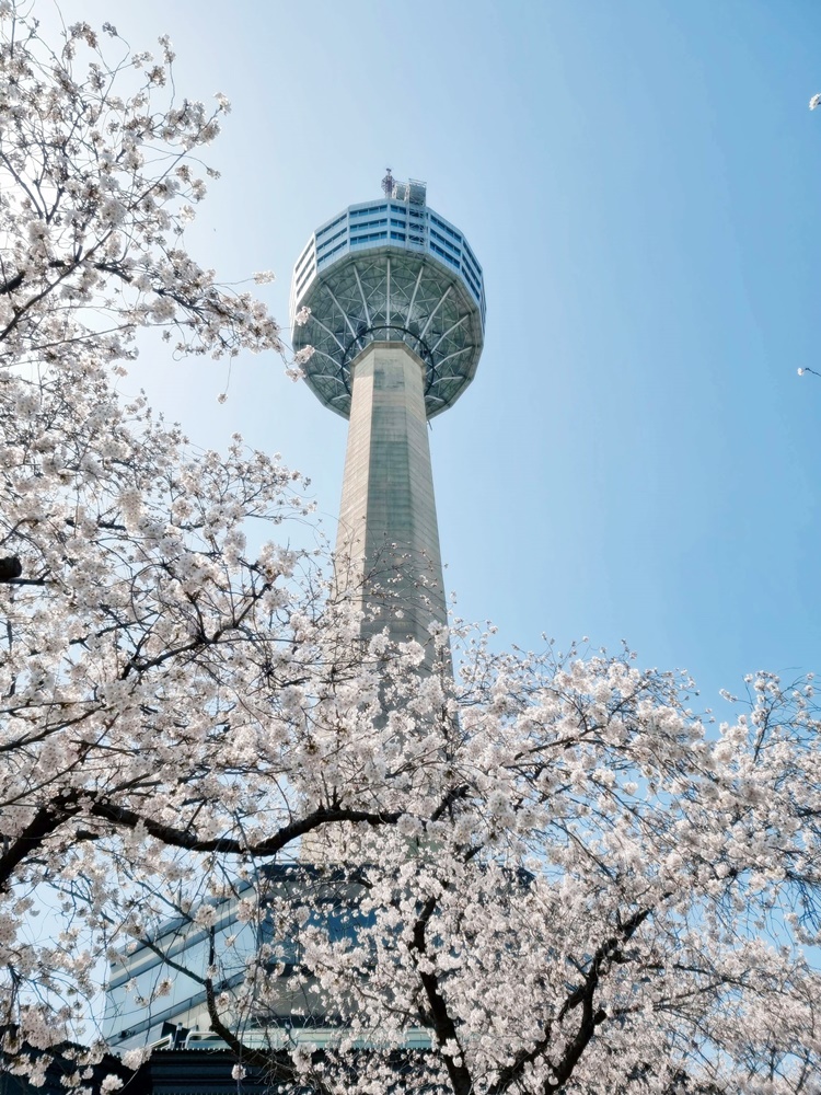 벚꽃