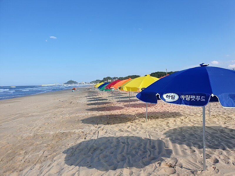댕댕이랑 함께 바다 뛰놀기! 국내 유일 강아지 전용 해변, 멍비치 개장!