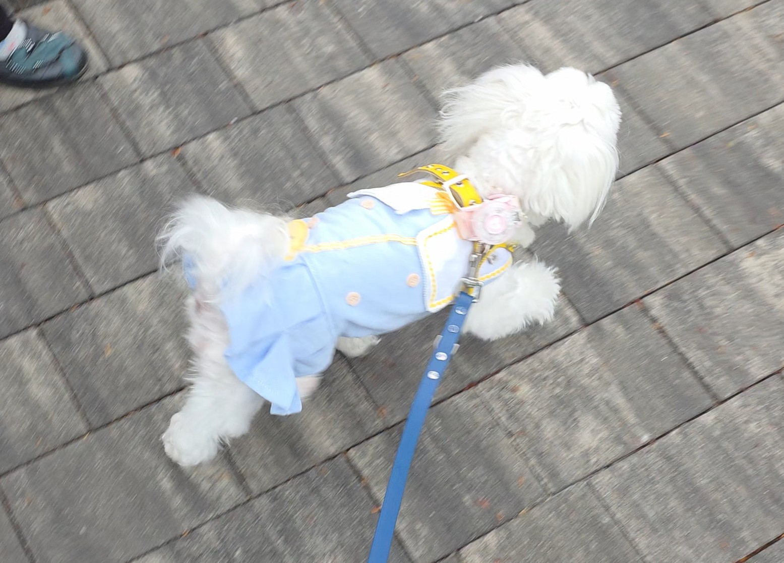 아차산역 근처 산책하는 라떼