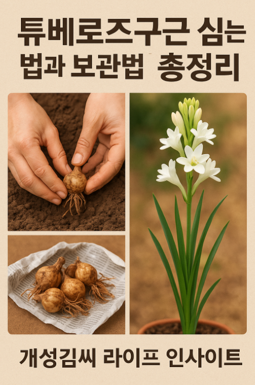 튜베로즈구근,튜베로즈구근 심는법,튜베로즈 향기,튜베로즈 구근 보관법,향기 좋은 꽃 추천,여름 꽃 재배법
