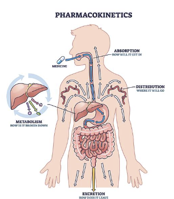 PBPK 모델링과 Bioanalytical Data 연동 실무 팀이 준비해야 할 점