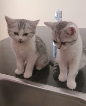 고양이 합사하는 방법