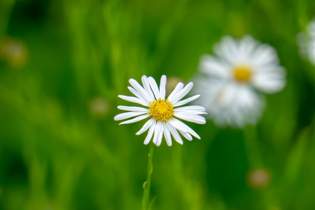 Identification