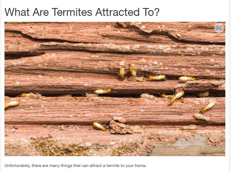 Termite