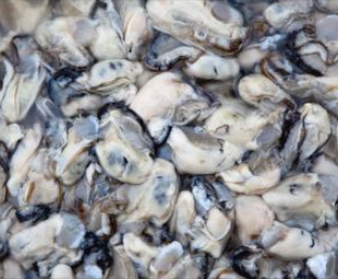 인어교주해적단