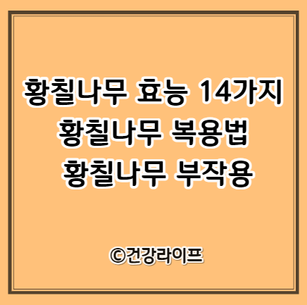 황칠나무 효능 14가지 및 복용법, 부작용 (황칠나무 란?)