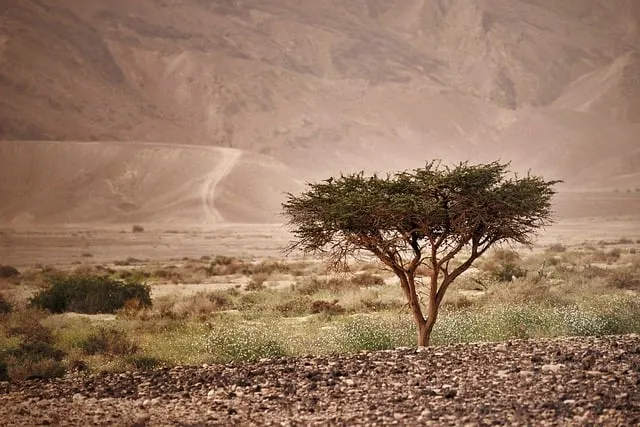 5월의 야생화 백화등 소리쟁이 낮달맞이꽃 알프스민들레_7