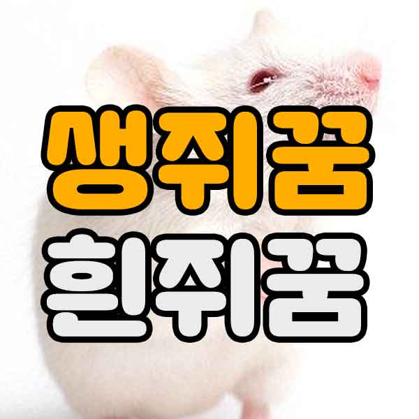 생쥐꿈&#44;흰쥐꿈 - 썸네일