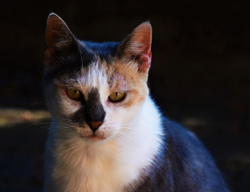 배가본드 고양이